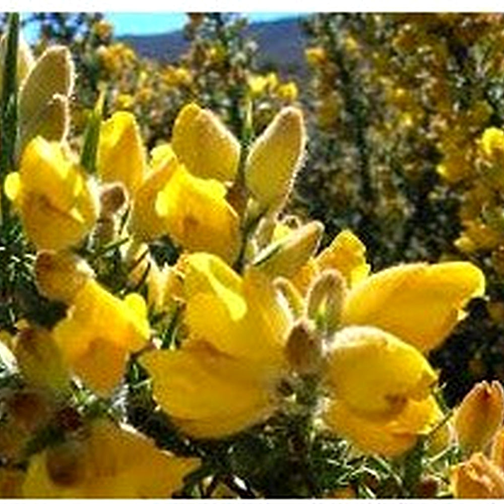 Gorse (Ulex Europaeus) Seeds for Planting [neera-v5-a24df7fcce3d33d94fc8]