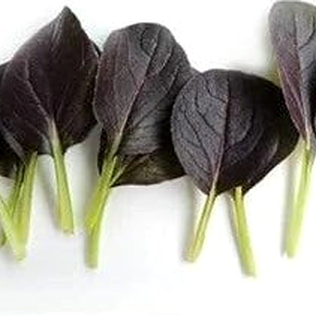 Black Bok Choy Seeds for Planting [neera-v5-a25154bc435e856ed409]