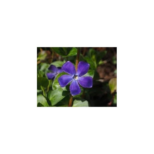Vinca Periwinkle Flower Seeds for Planting [neera-v5-a256b68fb495a3135df5]