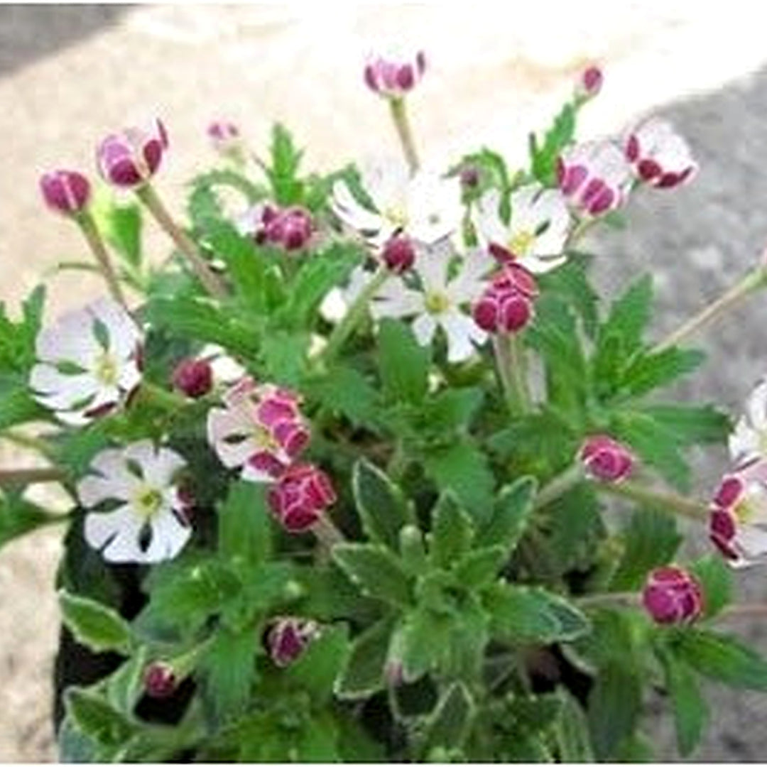 White Pink Zaluzianskya Flower Flower Seeds for Home Garden Planting, Blooming Organic Blooming [neera-v5-a25a994850722049274e]