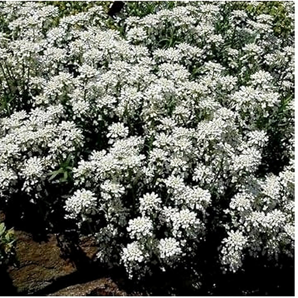 White Candytuft Flower Seeds for Planting [neera-v5-a2651288038e48135118]