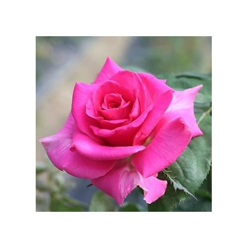 Heirloom Non-GMO Dark Pink Rose Flower Seeds for Planting [neera-v5-a26bfafe856061d86bf5]