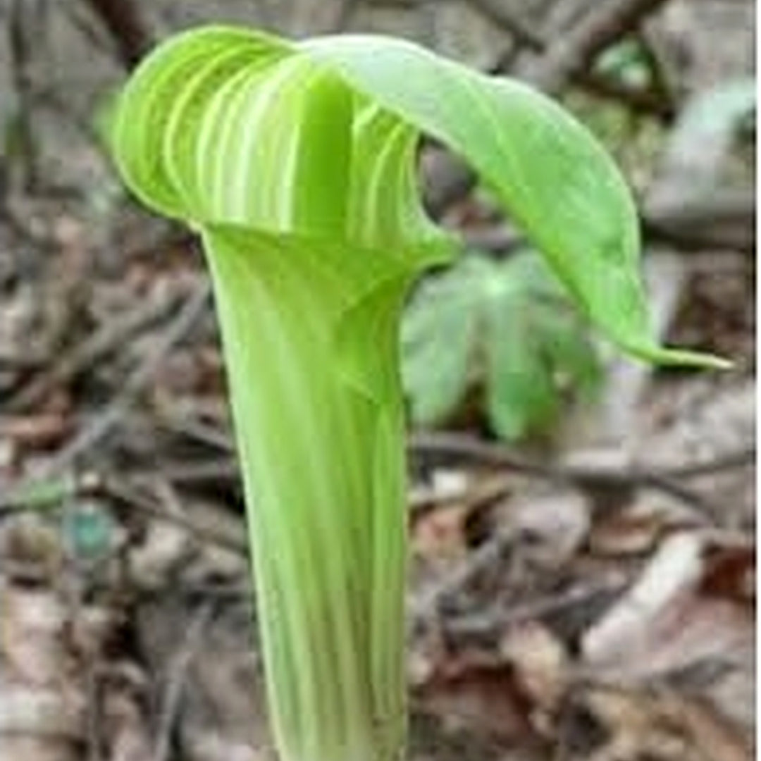 Green Arisaema Triphyllum Planting Seeds for Garden [neera-v5-a2748393bbe7ede7e007]