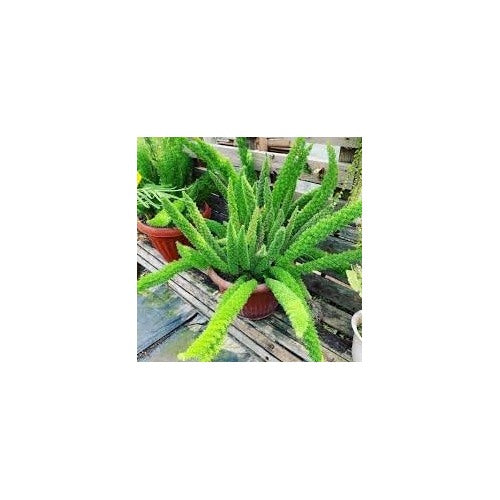 Asparagus Meyeri Foxtail Fern Seeds Heirloom Non GMO for Planting [neera-v5-a276027f8b8960b6048d]