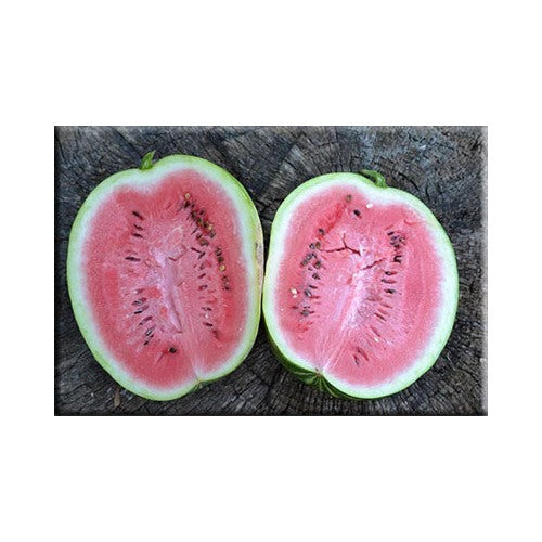 Dakota Rose Watermelon Fruit Seeds for Planting [neera-v5-a27ed088c2686537f5c5]