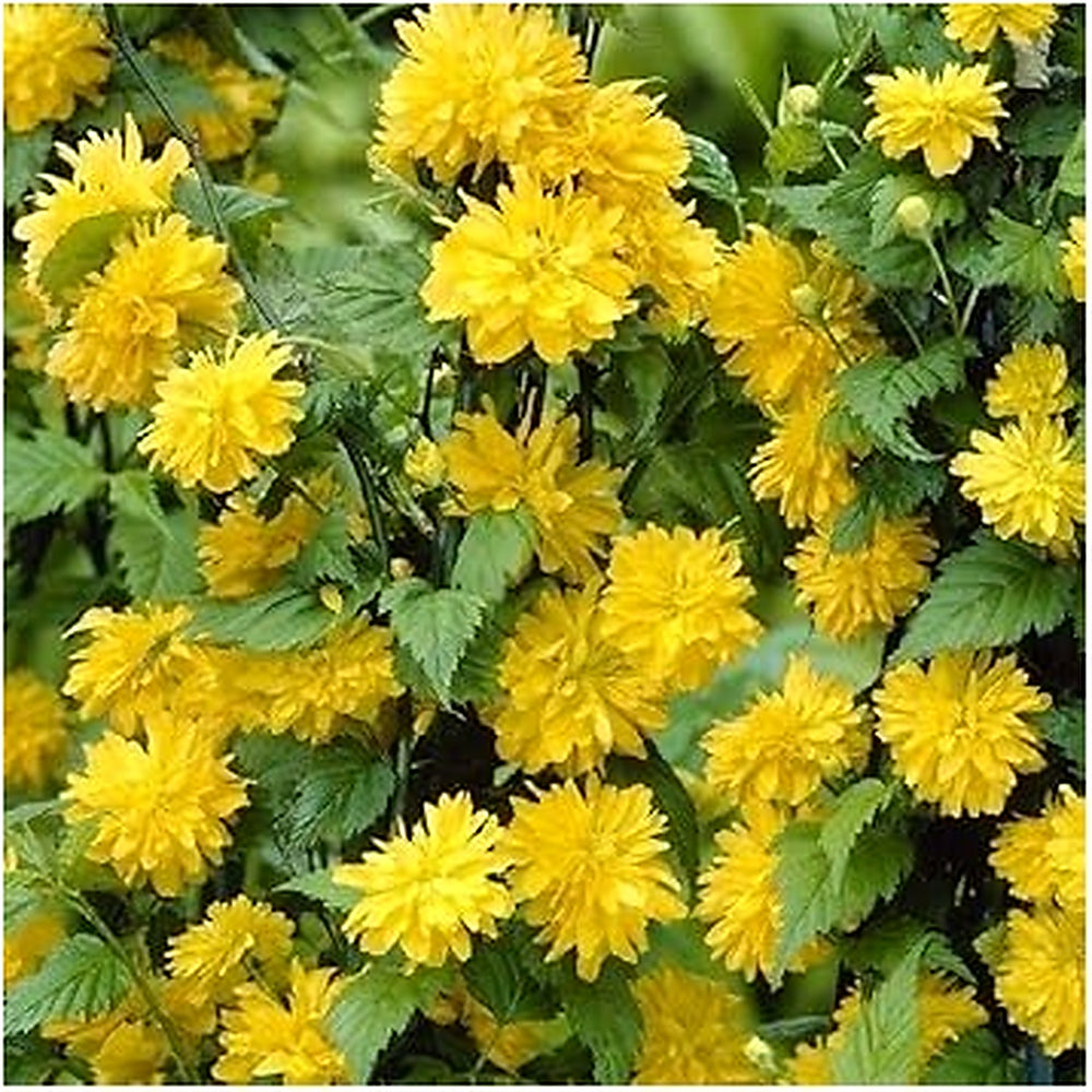 Heirloom Non-GMO Kerria Flower Seeds for Bright Spring Garden Planting [neera-v5-a28f7f26498619e22196]