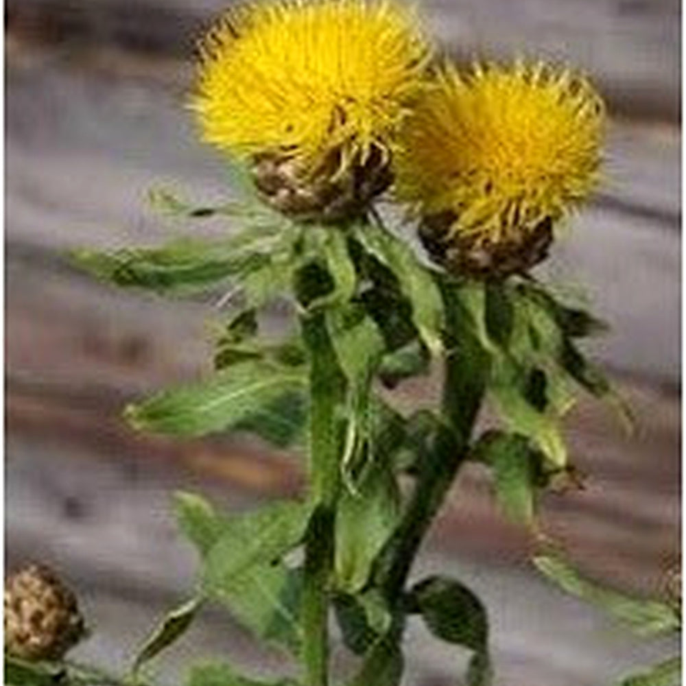Centaurea Moschata Flower Seeds [neera-v5-a29598a6818ba08fdad6]