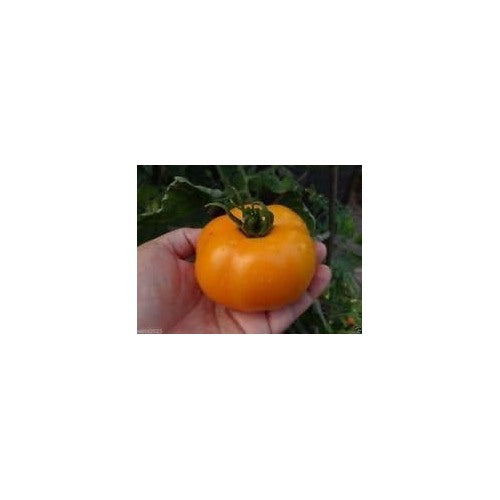 Yellow Tomato Seeds for Planting [neera-v5-a29e9e67f8d8ef8fa091]