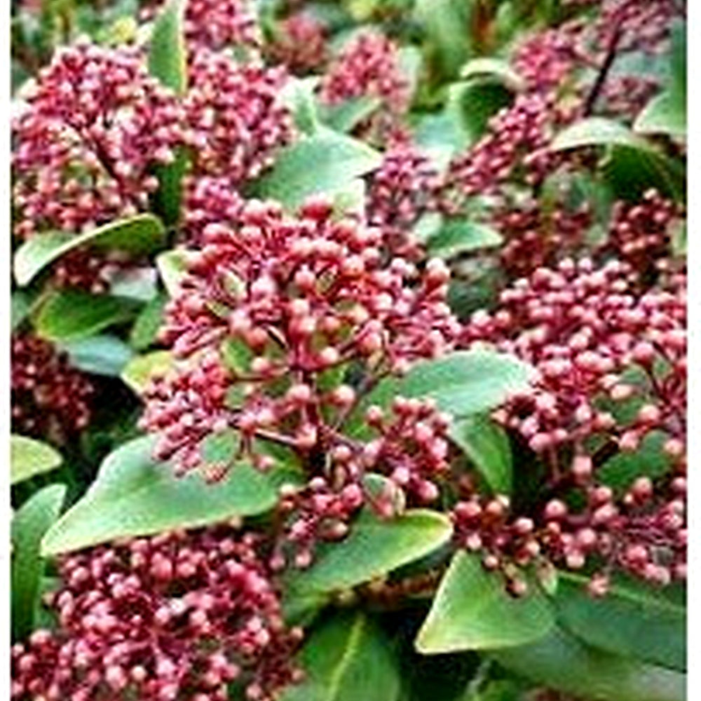 Heirloom Skimmia Plant Seeds Non-GMO for Garden Planting Evergreen Shrub with Fragrant Blooms [neera-v5-a2a256b61b2e108bf39d]
