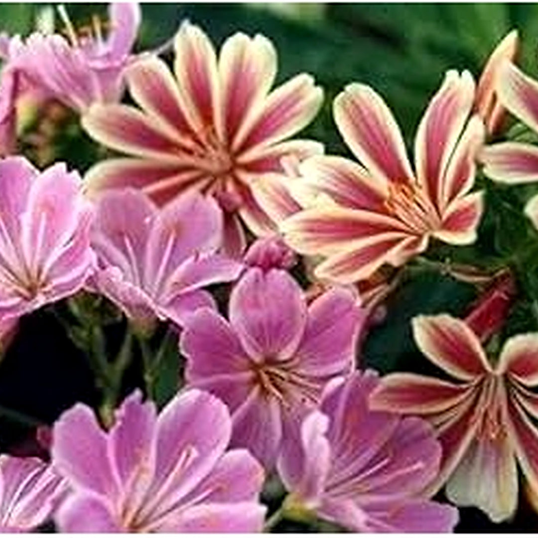 Pink Cotyledon Flower For Planting Non Gmo Flower Seeds for Home Garden Planting, Landscape Organic [neera-v5-a2aaaec2d2d03aa5b06f]