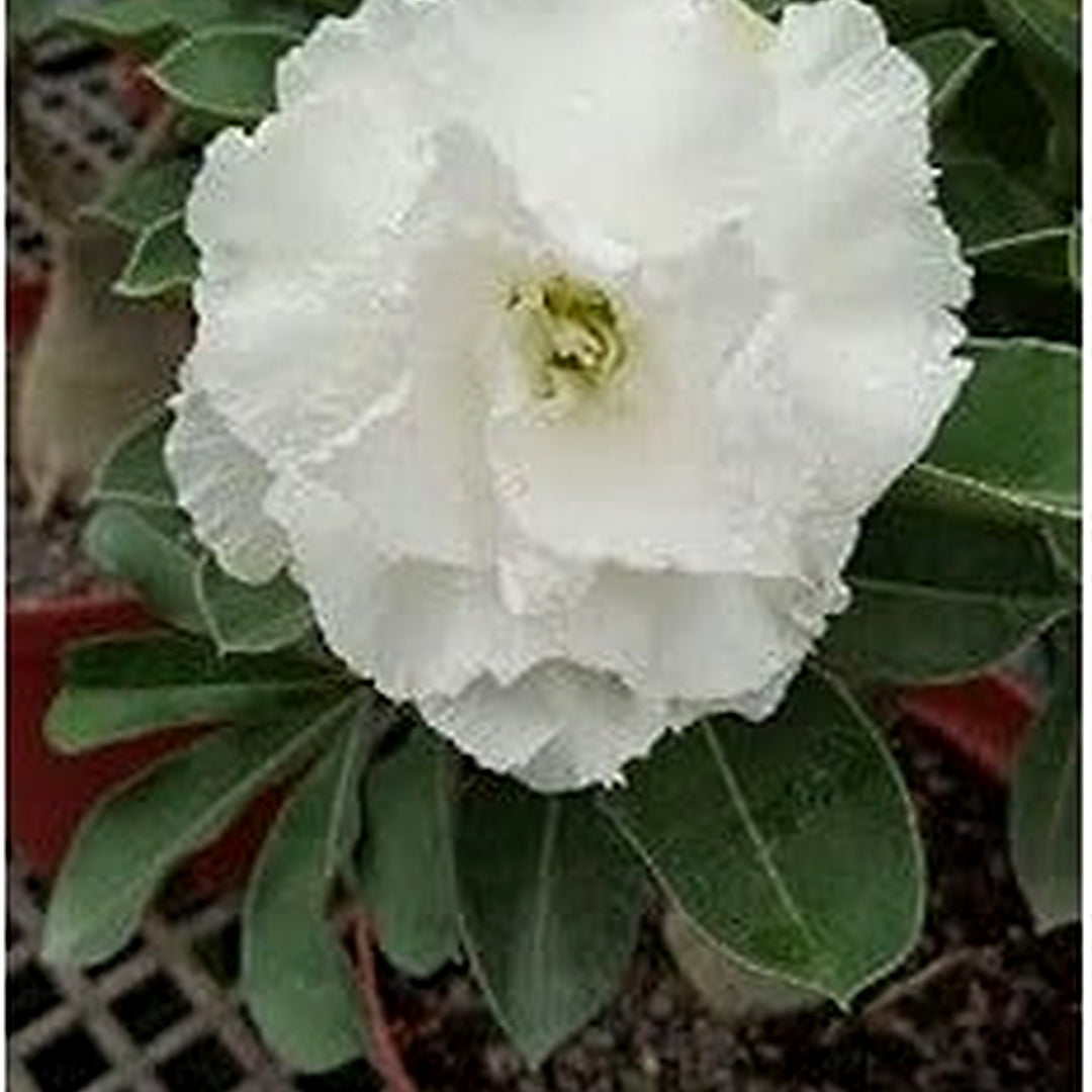 Organic Heirloom White Adenium Obesum Flower Seeds [neera-v5-a2b6e828e0507751264c]