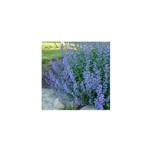 Blue Catmint Plant Seeds for Planting [neera-v5-a2bfcb3b64b859edc574]