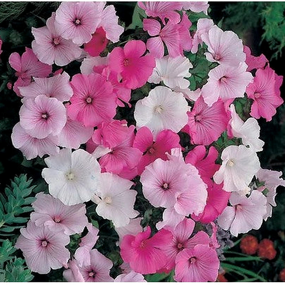 Mixed Rose Mallow Flower Seeds for Planting [neera-v5-a2c7ef84789df97ed8ff]