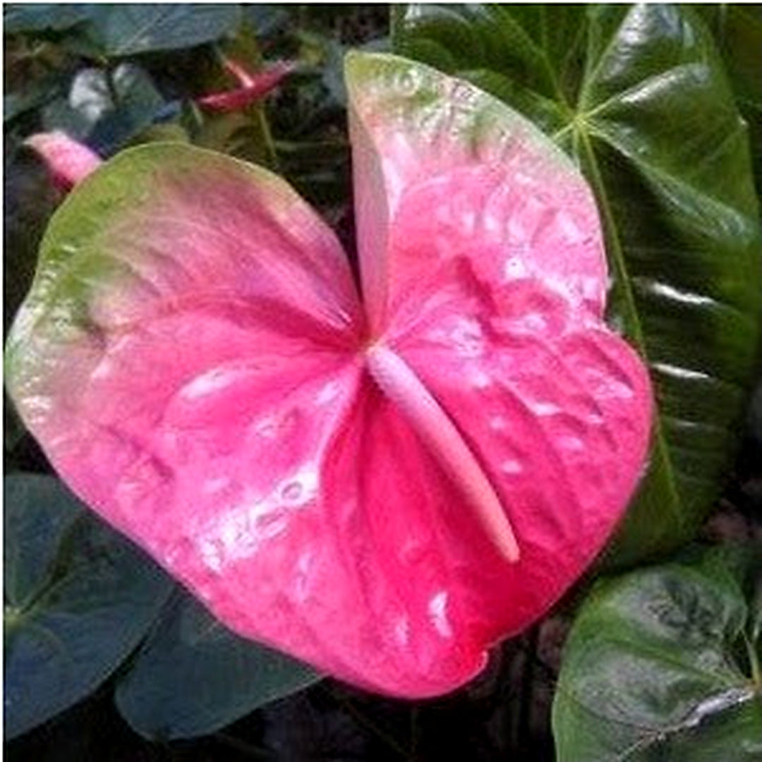 Pink Anthurium Linden Heirloom Non-GMO Seeds for Planting [neera-v5-a2cf5fa0d8f012039b7f]