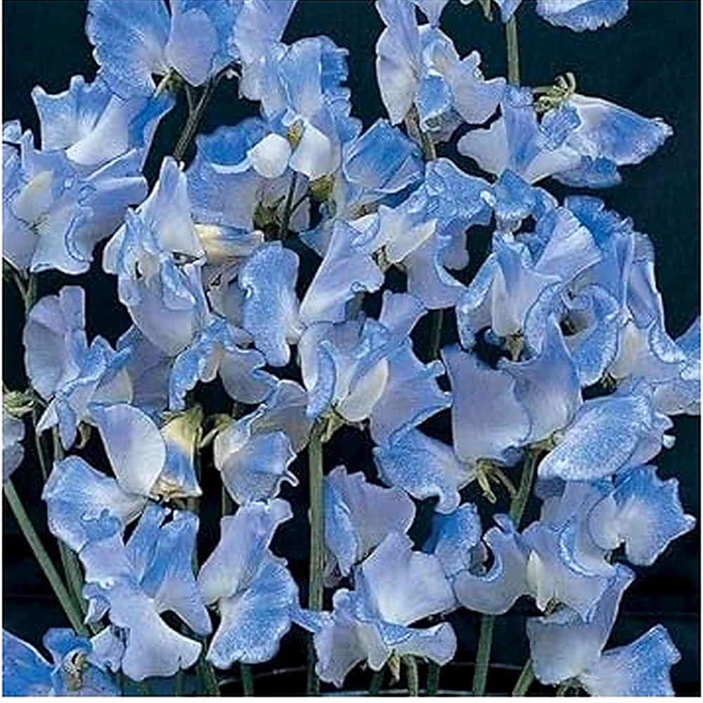 Heirloom Non-GMO Lavender Sweet Pea Flower Seeds for Garden Planting [neera-v5-a2db7674a52f15d2fc76]