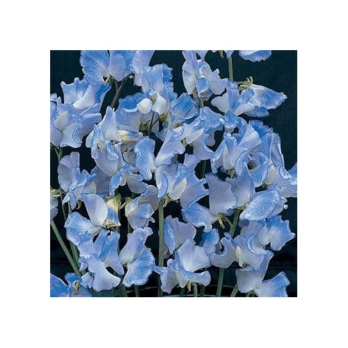 Heirloom Non-GMO Lavender Sweet Pea Flower Seeds for Garden Planting [neera-v5-a2db7674a52f15d2fc76]