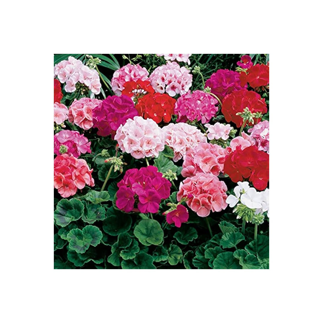 Mixed Geranium Plant For Planting Non Gmo Flower Seeds for Home Garden Planting, Landscape Organic [neera-v5-a2df719a3b8483f3a194]