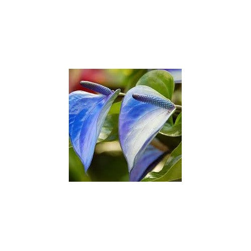 Aubrieta Blue Rock Cress Flower Seeds for Planting [neera-v5-a2e564059b8eba6e195b]