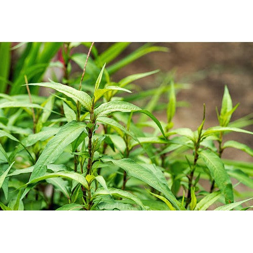 Green Vietnamese Coriander Plant Seeds for Planting | Heirloom, Non-GMO, High Germination Organic Garden Seeds [neera-v5-a2e99a0e7e8df993b83f]