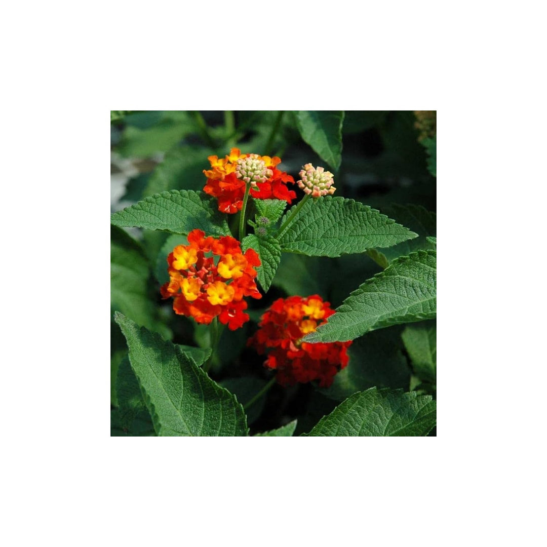 Orange Red Lantana Flower For Planting Non Gmo Flower Seeds for Home Garden Planting, Landscape [neera-v5-a2eb98b4c14b36736983]