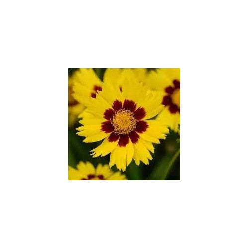 Coreopsis Cosmos Flower For Planting Vibrant Blooms Non Gmo Heirloom Flower Seeds for Home Garden [neera-v5-a2ec6041cac1ae695d68]