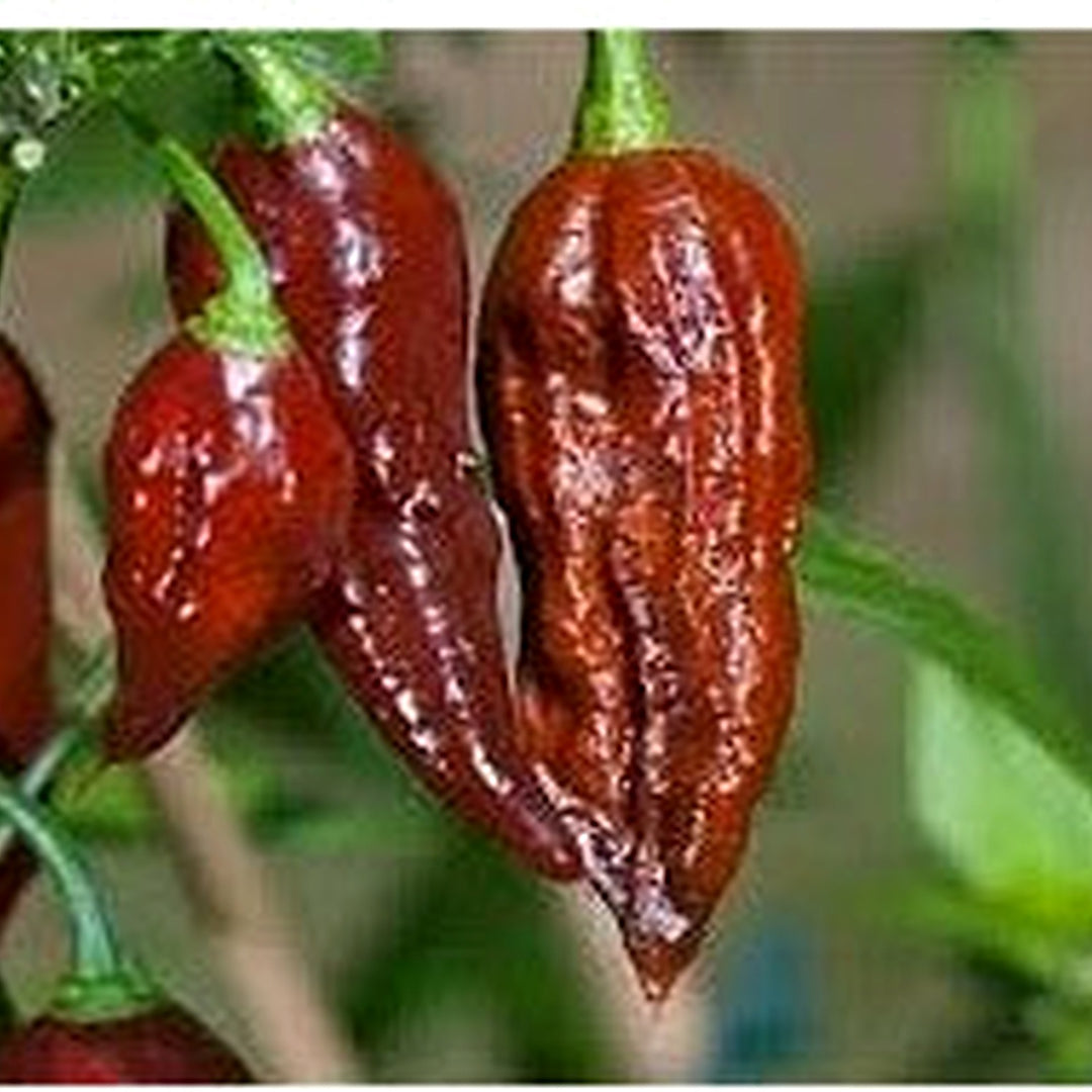 Brown Bhut Jolokia Vegetable Seeds for Planting [neera-v5-a2f0e9fe058a3b27f532]