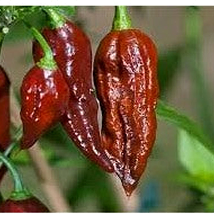 Brown Bhut Jolokia Vegetable Seeds for Planting [neera-v5-a2f0e9fe058a3b27f532]