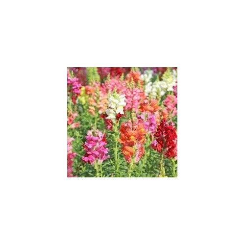 Heirloom Antirrhinum Majus Flower Seeds, Non-GMO, Snapdragon Blooms for Garden Borders [neera-v5-a2fe6789b92c4ba8f942]