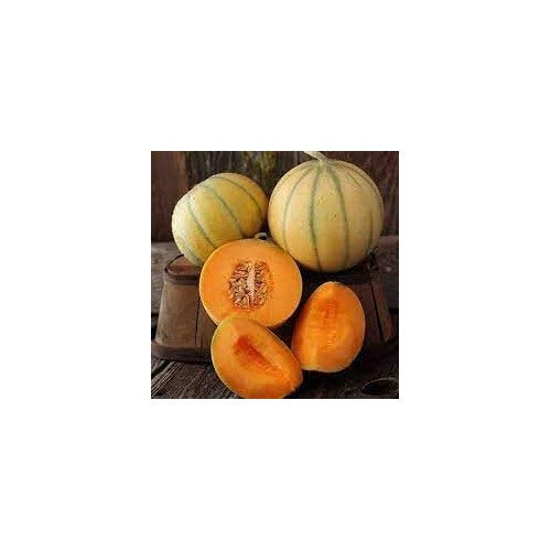 Melon Seeds [neera-v5-a3033f31deb9b4314582]