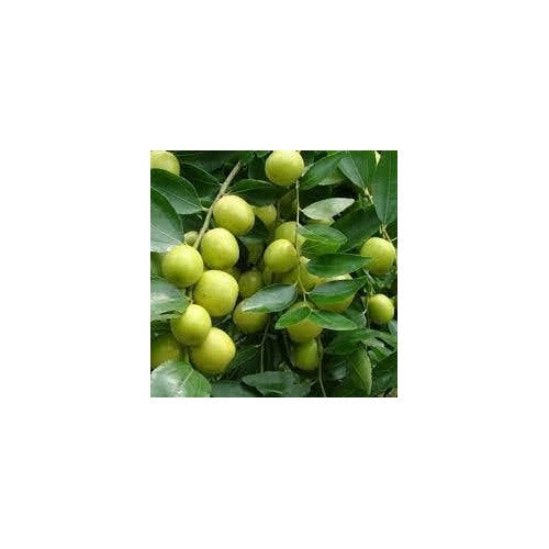 Yellow Korean Melon Seeds for Planting | Heirloom Non-GMO Organic Seeds for Sweet, Refreshing Melons [neera-v5-a3141dd6c8257bc3aaba]