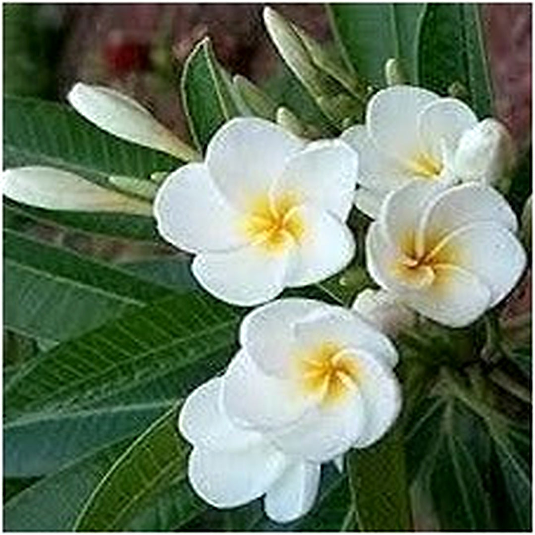 White Egg Flower For Garden Planting Heirloom Non Gmo Bright Bloom Variety Flower Seeds for Home [neera-v5-a31b1bdbc4ec76f43d56]