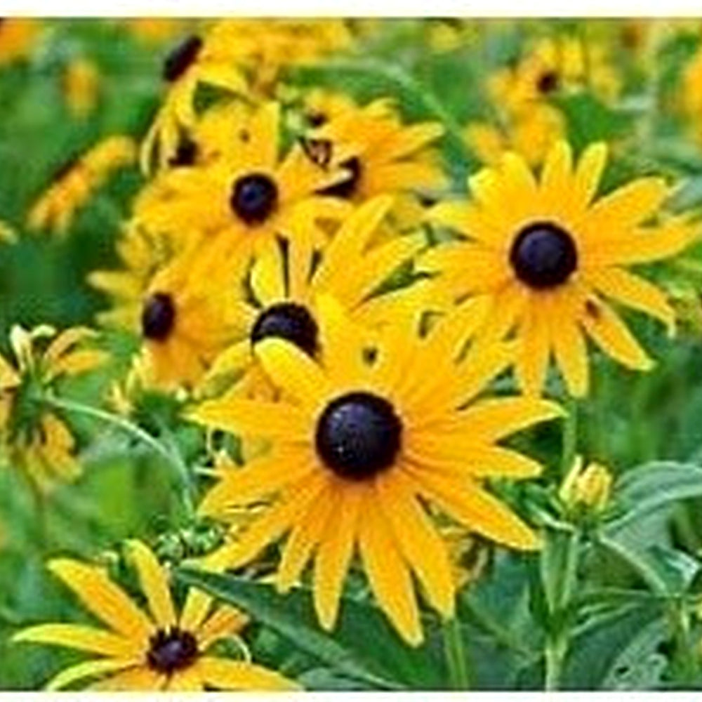 Yellow Goldsturm Flower Seeds for Planting [neera-v5-a32076da6e8723159d4c]