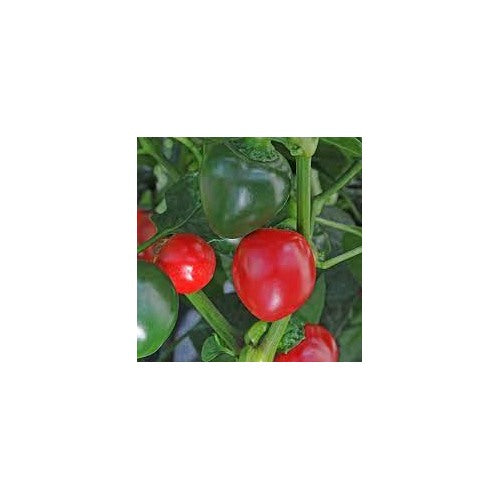 Chili Tomato Seeds for Planting [neera-v5-a32b4185fd6770412765]