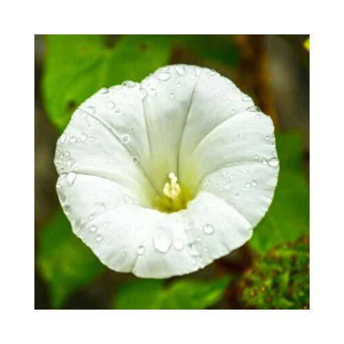 White Pearly Gates Morning Glory Planting Aas Winner Flowers Heirloom Non Gmo Fragrant Climbing [neera-v5-a32e944b751796dcc50c]