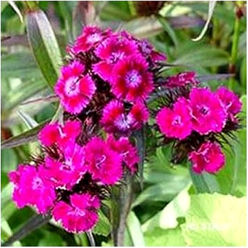 Pink Dianthus Flower Seeds for Planting [neera-v5-a3390fd73a434201f94d]