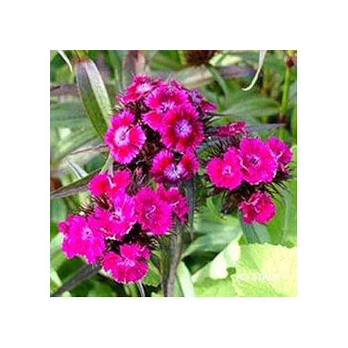 Pink Dianthus Flower Seeds for Planting [neera-v5-a3390fd73a434201f94d]