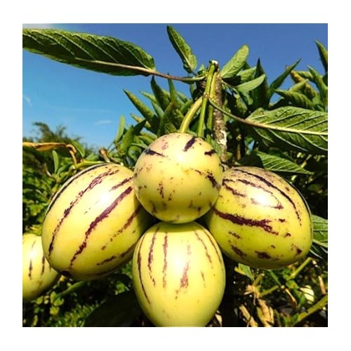 Asian Apple Melon Seeds for Planting [neera-v5-a33a8886b1f910a84eab]