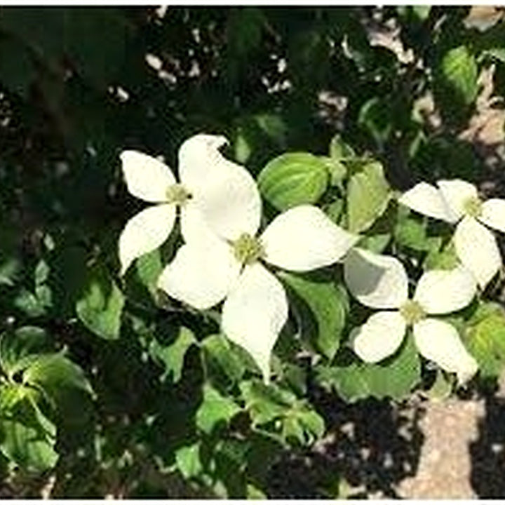 White Dogwood Flower Seeds [neera-v5-a33bc0564682f64affb6]