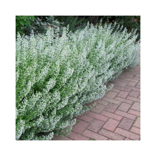 White Common Catmint Planting Non Gmo Flower Planting Heirloom Perennial Pollinator [neera-v5-a33e1c95fd12fb6ace80]