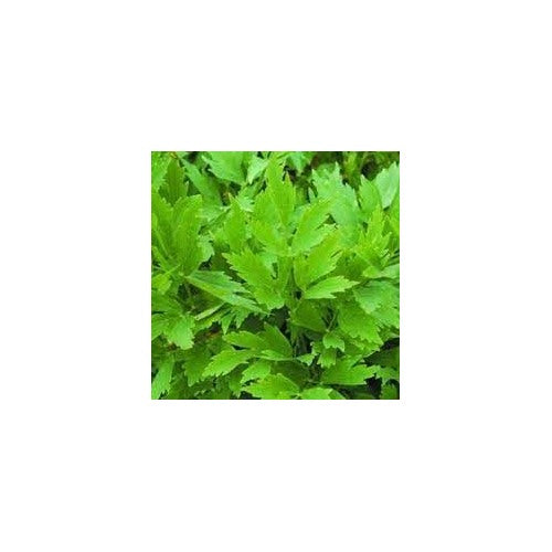 Lovage Herb Seeds for Planting [neera-v5-a33f05a0a423a7cde8f5]