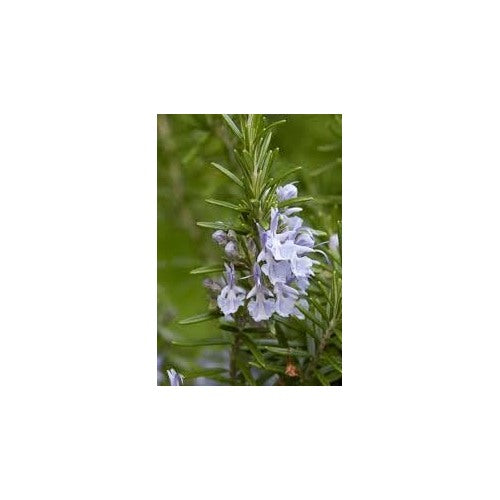 Rosemary Vegetable Seeds for Planting | Heirloom, Non-GMO, High Germination Organic Garden Seeds [neera-v5-a342d863d490e14beb63]