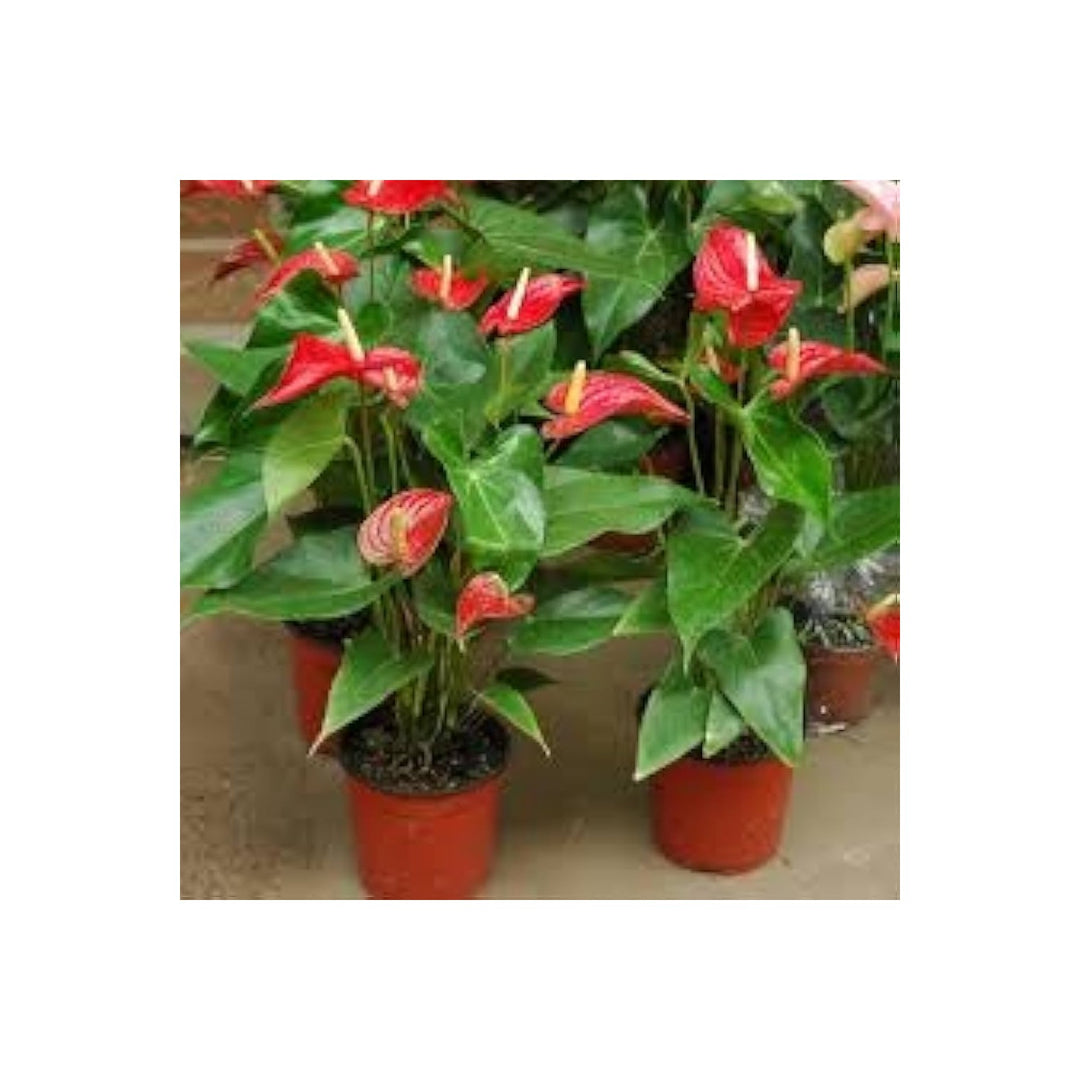 Anthurium Anthurium raeanum Flower For Planting In Indoor Pots Home Garden Corners Flower [neera-v5-a35a499840124091988a]