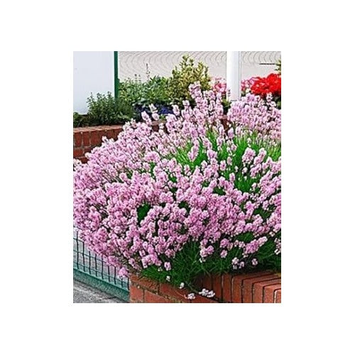 Heirloom Light Pink Lavender Flower Seeds for Planting [neera-v5-a36330eec8a7e8fec026]