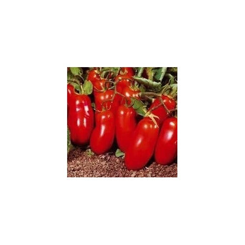 Red Marzano Tomato Seeds for Planting [neera-v5-a3670df06124edfe06c4]