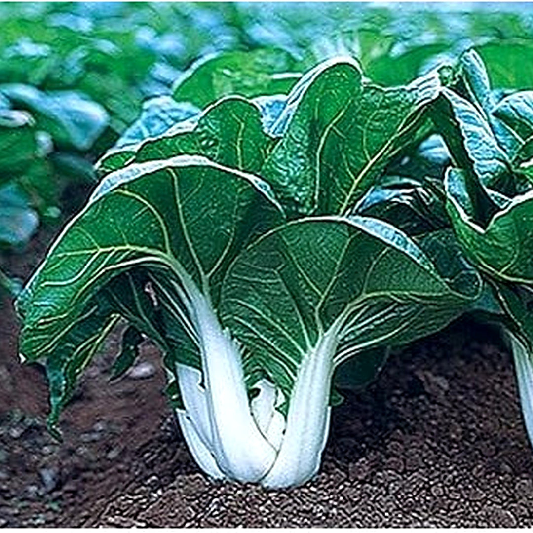 White Choi Bok Choy Seeds for Planting [neera-v5-a36b26c6540939a5f3a6]