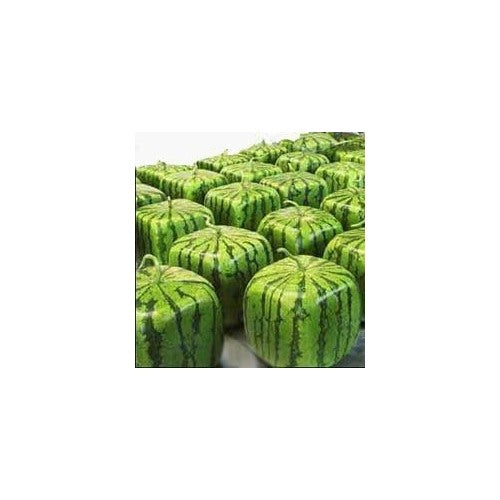 Square Watermelon Fruit Seeds for Planting [neera-v5-a36d1ab83ba1a1313261]