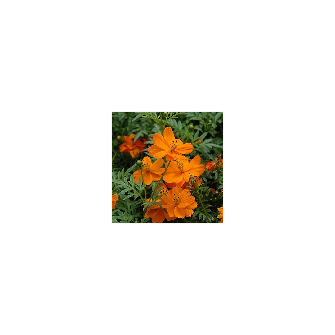 Orange Cosmos Flower For Planting Vibrant Blooms Non Gmo Heirloom Flower Seeds for Home Garden [neera-v5-a37459bf40acc6beee05]