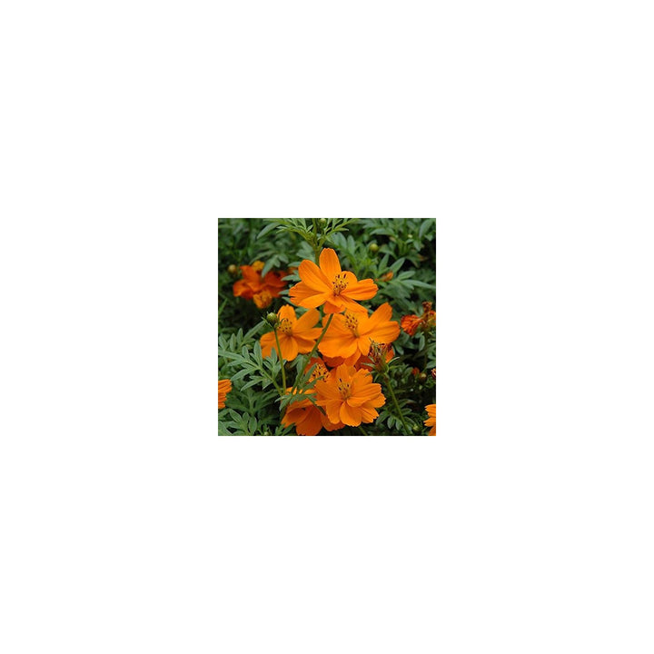 Orange Cosmos Flower For Planting Vibrant Blooms Non Gmo Heirloom Flower Seeds for Home Garden [neera-v5-a37459bf40acc6beee05]