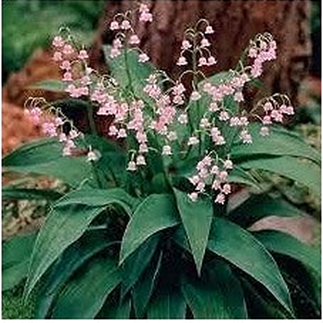 Pink Lily of the Valley Flower Seeds for Planting [neera-v5-a374ad3ee404f9b6770d]