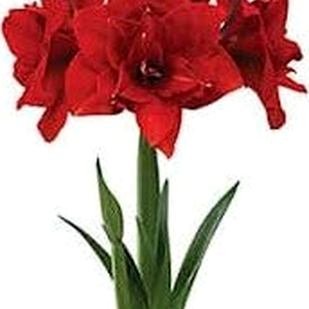 Red Amaryllis Barbados Flower Seeds for Planting [neera-v5-a39df8503480d367370e]